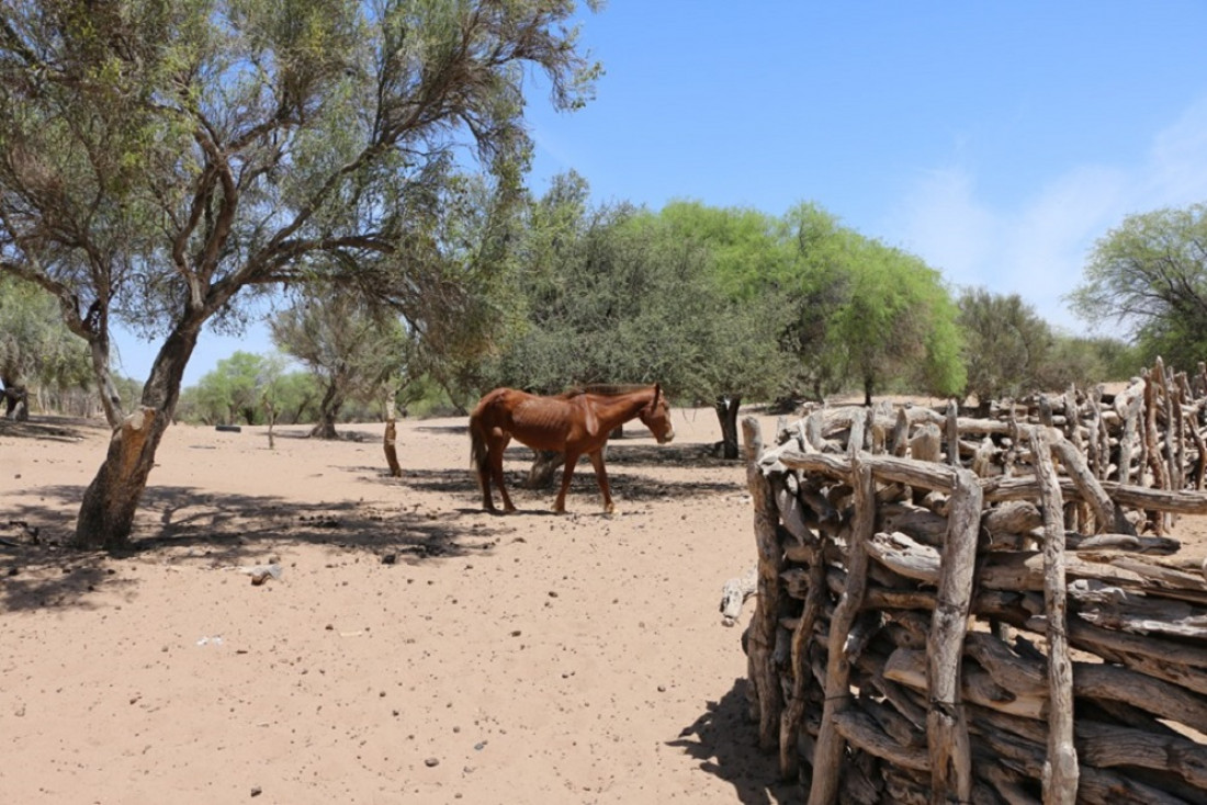 Un informe determinó que Mendoza tiene casi un millón y medio de hectáreas de bosque nativo