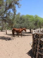 Un informe determinó que Mendoza tiene casi un millón y medio de hectáreas de bosque nativo