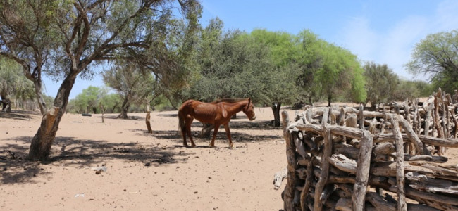 Un informe determinó que Mendoza tiene casi un millón y medio de hectáreas de bosque nativo