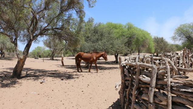 imagen Un informe determinó que Mendoza tiene casi un millón y medio de hectáreas de bosque nativo