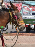 Godoy Cruz "jubila" caballos carreteleros