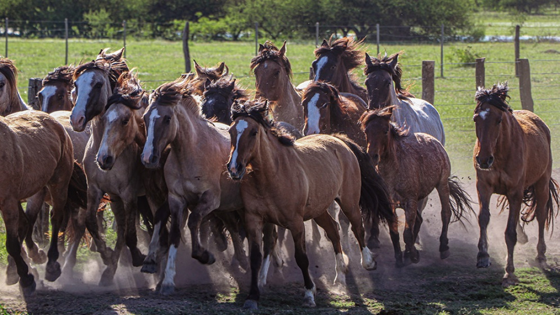 Un inédito e importante estudio midió el pedigrí, linaje y reproducción del caballo criollo argentino 