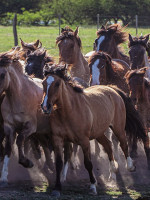 Un inédito e importante estudio midió el pedigrí, linaje y reproducción del caballo criollo argentino 