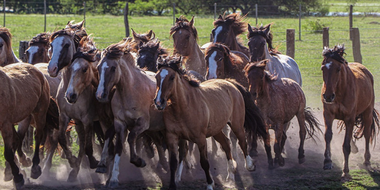 Un inédito e importante estudio midió el pedigrí, linaje y reproducción del caballo criollo argentino 