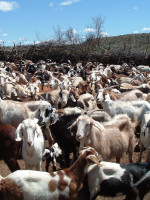 Pequeños productores caprinos se integran para vender en forma directa 