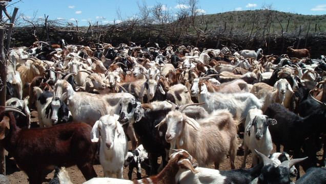 imagen Pequeños productores caprinos se integran para vender en forma directa 