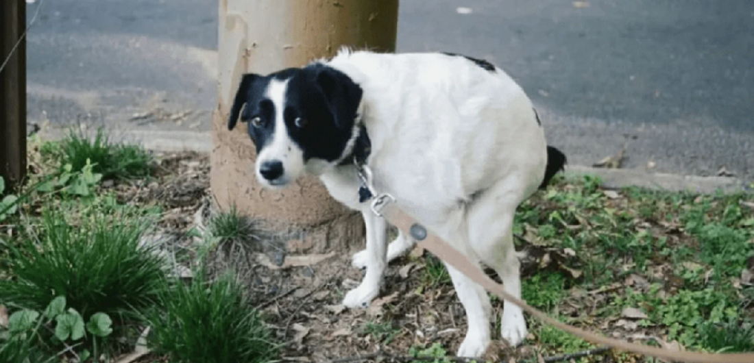 Caca de mascotas en la vía pública, un problema que no se dimensiona 