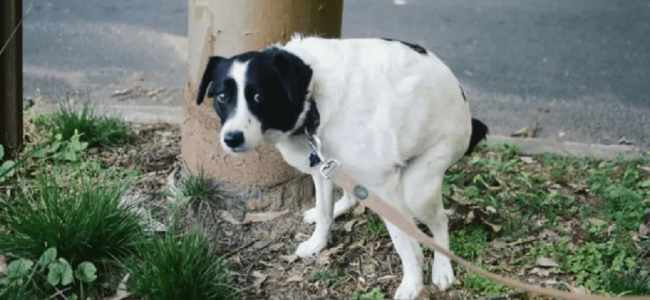 Caca de mascotas en la vía pública, un problema que no se dimensiona 