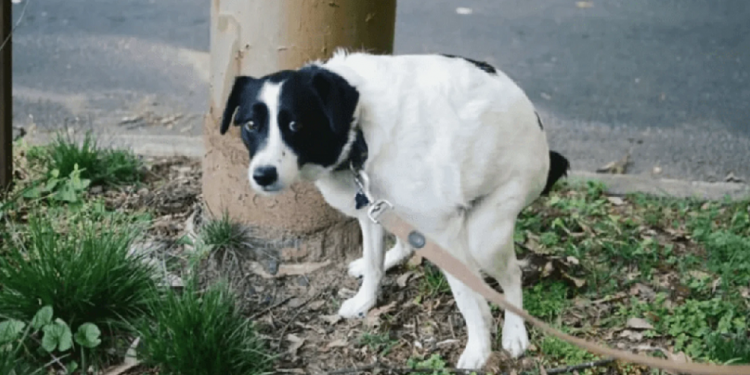 Caca de mascotas en la vía pública, un problema que no se dimensiona 