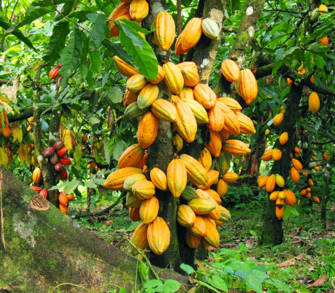 Cacao, la semilla divina