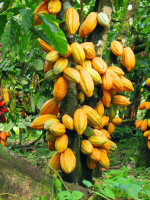 Cacao, la semilla divina