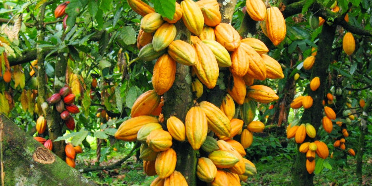 Cacao, la semilla divina