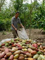 Sabor amargo: cómo funciona la cadena ilegal del chocolate