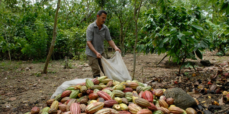 Sabor amargo: cómo funciona la cadena ilegal del chocolate