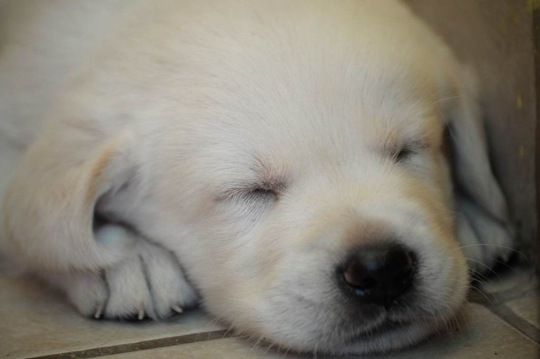 Una familia mendocina regaló cachorritos de labradores a chicos con discapacidad