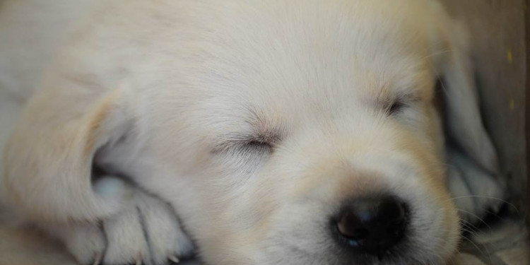 Una familia mendocina regaló cachorritos de labradores a chicos con discapacidad
