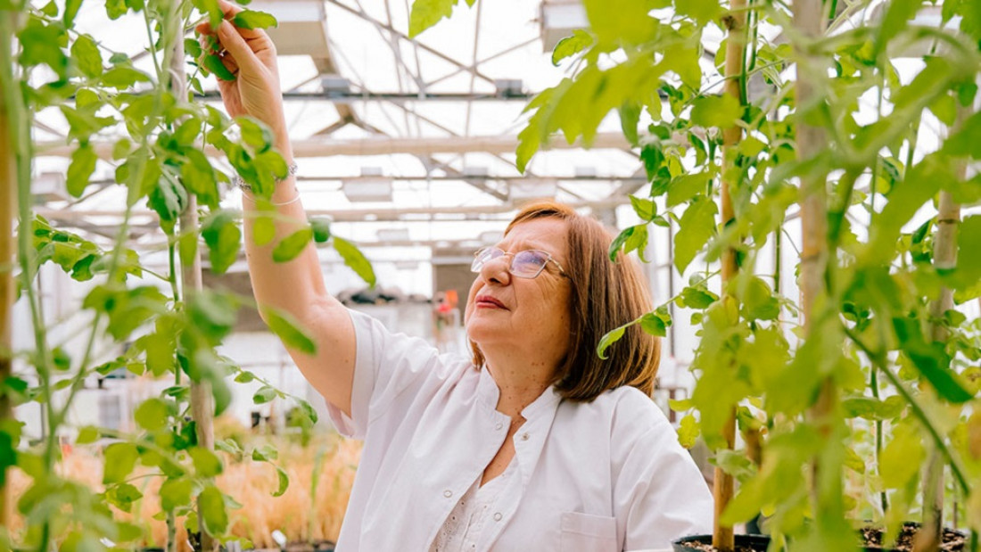 Raquel Chan, la científica del Conicet premiada por mejorar la tolerancia de las plantas a los cambios ambientales