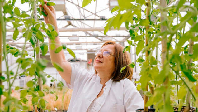 imagen Raquel Chan, la científica del Conicet premiada por mejorar la tolerancia de las plantas a los cambios ambientales