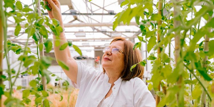 Raquel Chan, la científica del Conicet premiada por mejorar la tolerancia de las plantas a los cambios ambientales