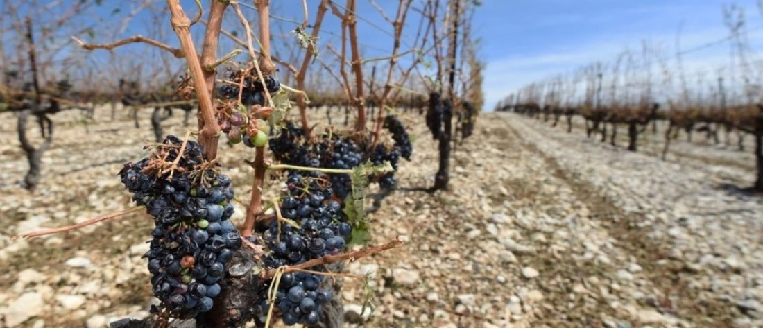 El fenómeno de La Niña trajo serios inconvenientes para la vitivinicultura mendocina 