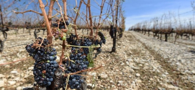 El fenómeno de La Niña trajo serios inconvenientes para la vitivinicultura mendocina 