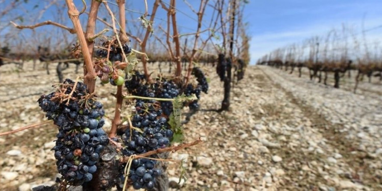 El fenómeno de La Niña trajo serios inconvenientes para la vitivinicultura mendocina 