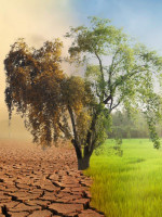 Cambio climático y Mendoza: por qué la acción por el clima es más que urgente 