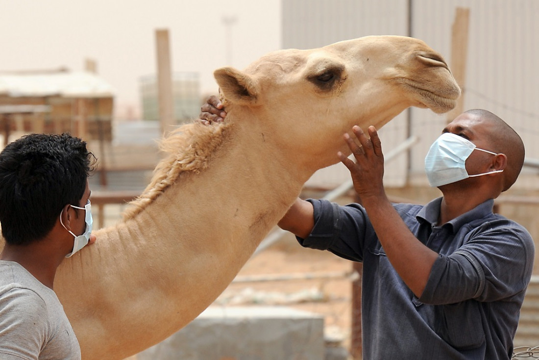 Qué es la "gripe del camello", el virus que tiene en alerta a Qatar y al  seleccionado francés - Unidiversidad - sitio de noticias UNCUYO