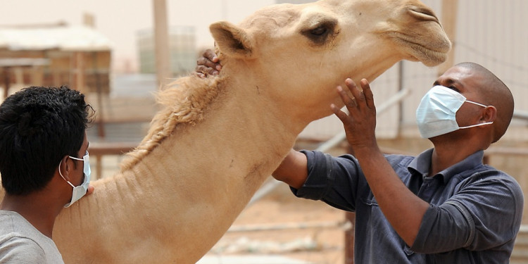 Qué es la "gripe del camello", el virus que tiene en alerta a Qatar y al seleccionado francés 