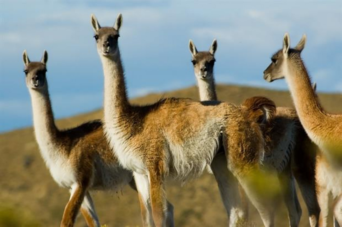 Autorizaron la venta de la carne de guanaco en todo el país