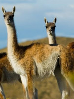 Autorizaron la venta de la carne de guanaco en todo el país