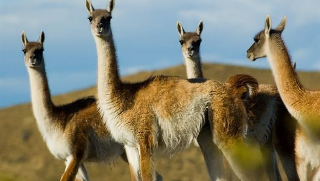 imagen Autorizaron la venta de la carne de guanaco en todo el país