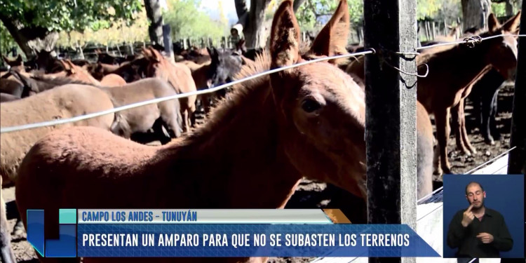 Campo Los Andes: presentan amparo para evitar subasten los terrenos