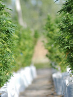 Cannabis medicinal: el Gobierno autorizó a las ONG a cultivar plantas para 150 pacientes 