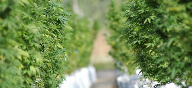 Cannabis medicinal: el Gobierno autorizó a las ONG a cultivar plantas para 150 pacientes 