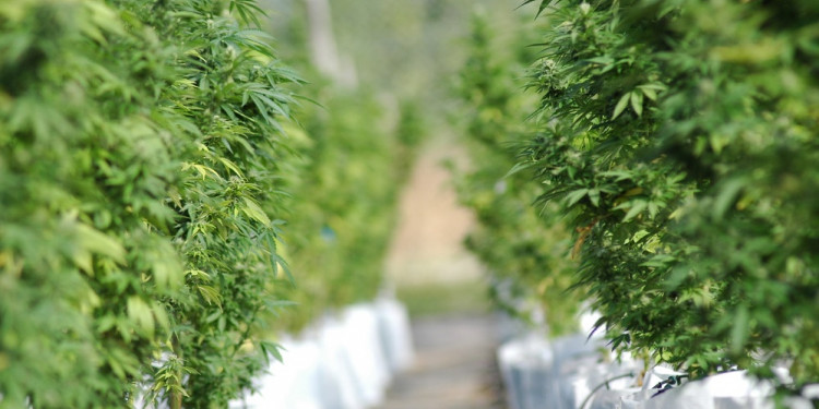 Cannabis medicinal: el Gobierno autorizó a las ONG a cultivar plantas para 150 pacientes 