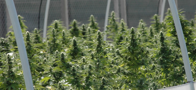 Inscribieron la primera variedad de cannabis medicinal de la Argentina