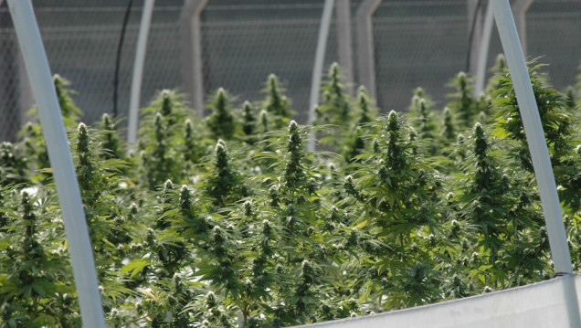 imagen Inscribieron la primera variedad de cannabis medicinal de la Argentina