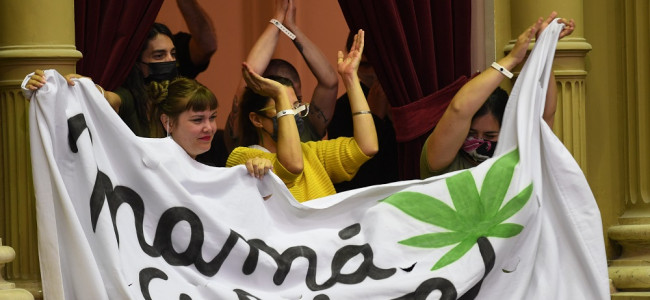 La Confederación Cannábica Argentina celebró la aprobación de la cadena productiva del cannabis medicinal