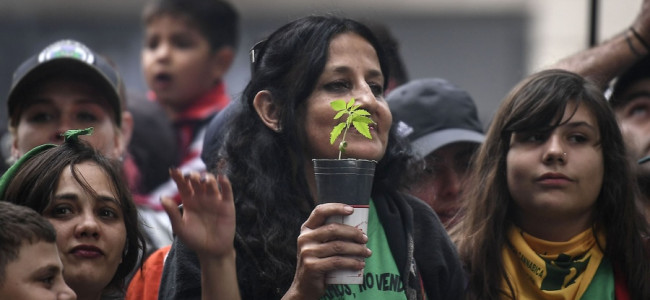 Llegó a la Corte el debate por la despenalización del cannabis con fines medicinales