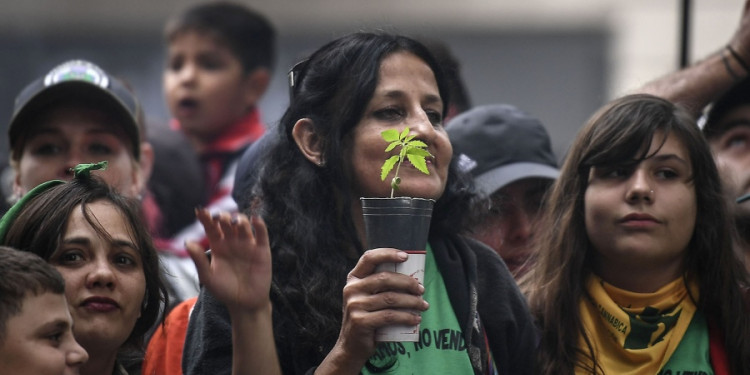 Llegó a la Corte el debate por la despenalización del cannabis con fines medicinales