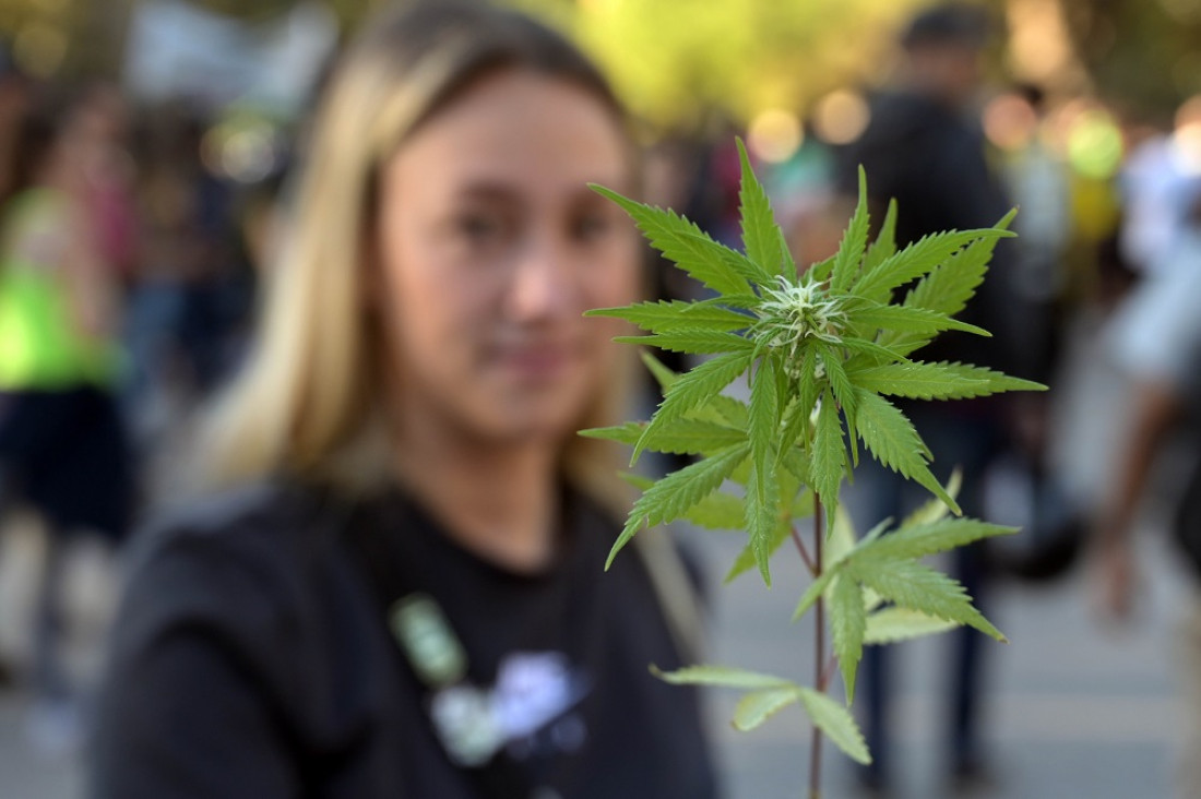 Cannabis medicinal: la Corte determinó que el autocultivo debe ser controlado, pero no penalizado