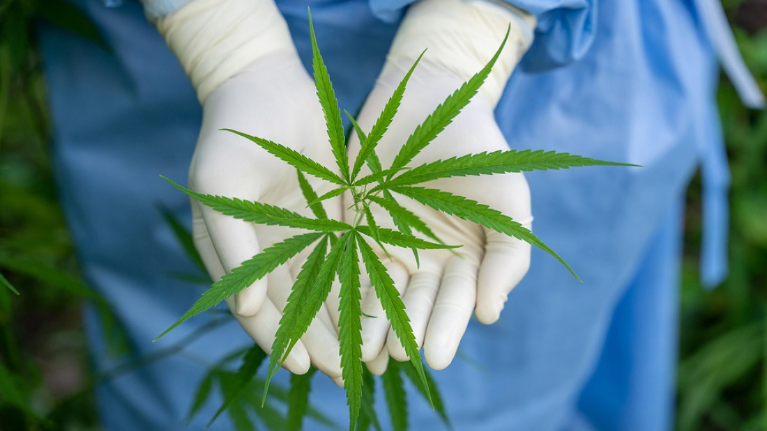 Una encuesta "derriba el mito de la marihuana como puerta de entrada" a drogas más duras