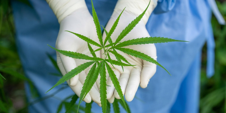 Una encuesta "derriba el mito de la marihuana como puerta de entrada" a drogas más duras