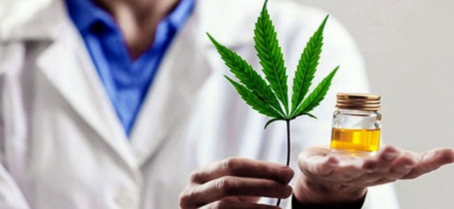 Industria de cannabis medicinal en Mendoza: ¿quiénes podrán producir?