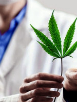 Ya está en funcionamiento la Agencia Regulatoria de la Industria del Cáñamo y el Cannabis Medicinal