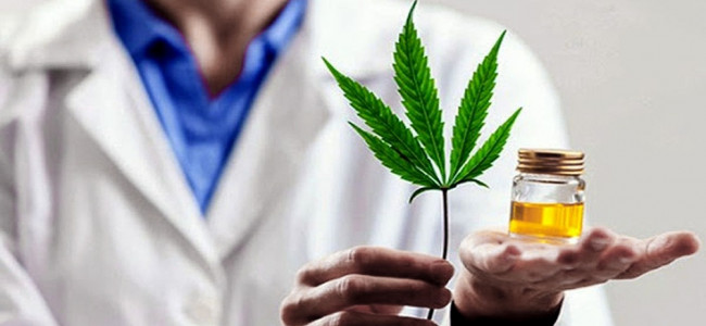 Ya está en funcionamiento la Agencia Regulatoria de la Industria del Cáñamo y el Cannabis Medicinal