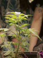 Habilitan el primer centro nacional de cultivo de cannabis medicinal