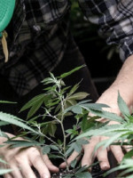 Cannabis: piden regular el uso recreativo y la reglamentación para la producción de pymes