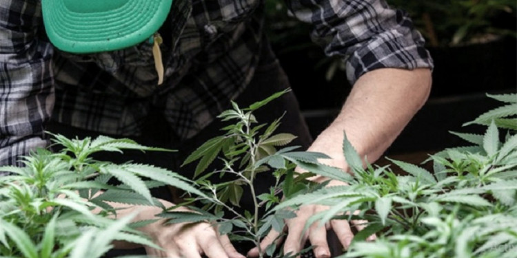 Cannabis: piden regular el uso recreativo y la reglamentación para la producción de pymes